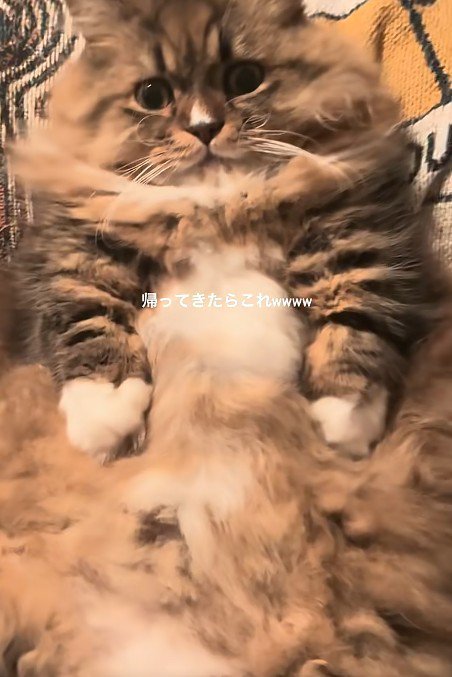仰向けの猫