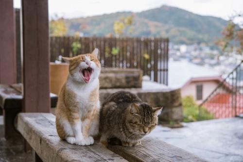 あくびをする猫たち