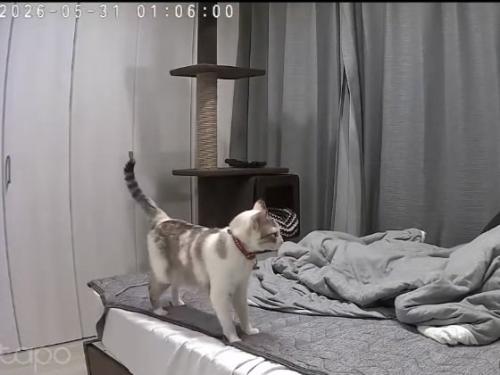 飼い主に向かって鳴く猫