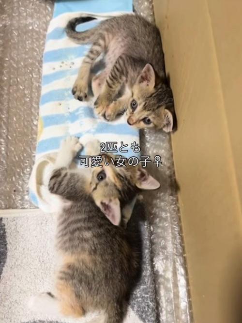 横になる2匹の子猫