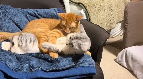 サバトラ猫を羽交い絞めにする茶トラ猫