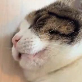 家に来てまだ1か月も経っていない猫→飼い主のすぐ隣で寝始めて…無防備すぎる寝姿に「起きるまで眺めたくなる」「信用しきってる証拠」