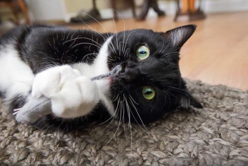 白黒猫 