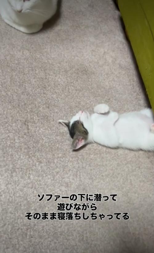 ソファ下で寝落ちした子猫