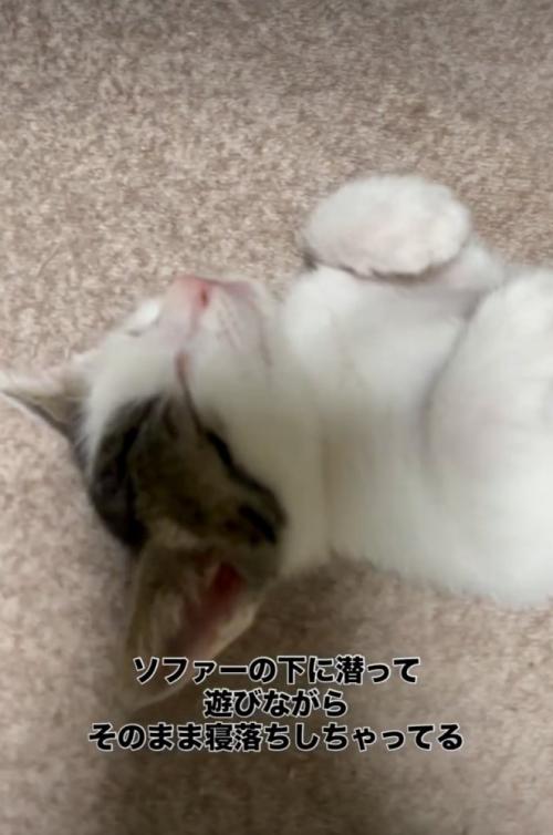 近づいても起きない子猫