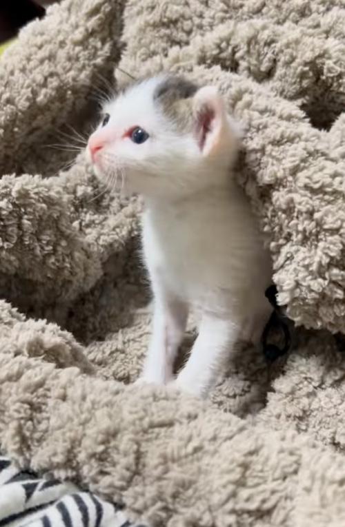 保護された子猫