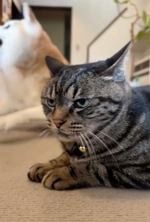 少し横を向く猫