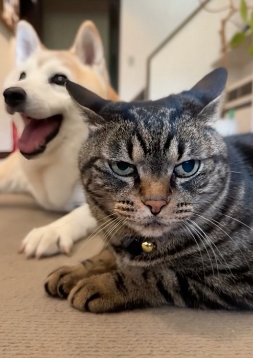不満そうな猫