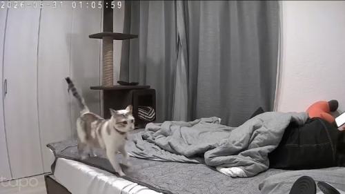 飼い主がくつろぐベッドの上を駆ける猫