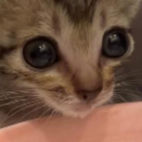初めて水を飲む保護子猫→『表情』が変化して…一生懸命な様子が可愛すぎると76万再生「あまりに尊くて涙が出た」「本当に愛おしい」