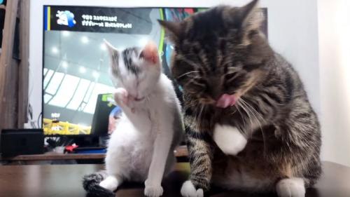 毛繕いする子猫と猫