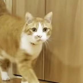 小さな頃から『マザコンの猫』→ママに『名前を呼ばれる』と…驚きの光景に「本当にすごい」「きっと前世でも一緒にいたんだろうね」の声