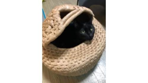 ちぐらに入る猫