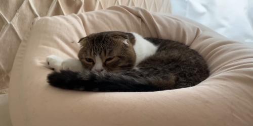 クッションの上でウトウトしている猫