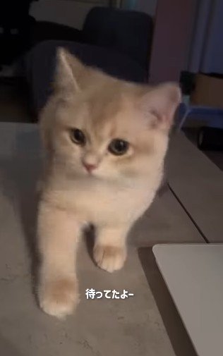 立ち上がる猫