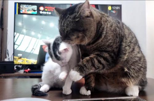 毛繕いしてあげる猫