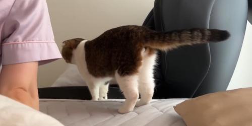 ベッドから下りようとしている猫