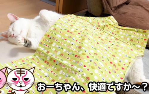 仰向けな猫(おーちゃん、快適ですか~?)