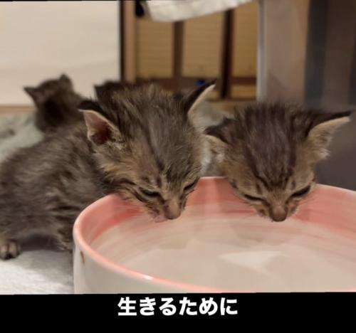 水を飲もうとする2匹の子猫