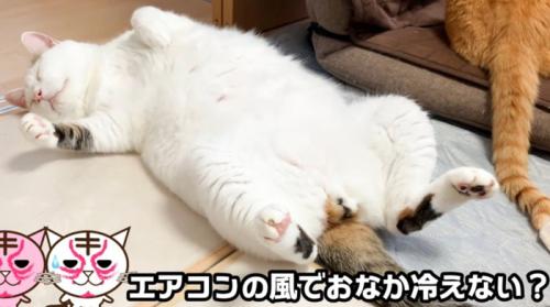 仰向けな猫(エアコンの風でおなか冷えない?)