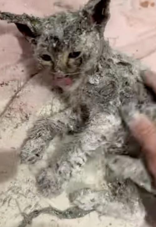小麦粉を全身につけた子猫