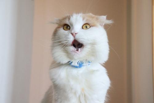 叫んでるような猫