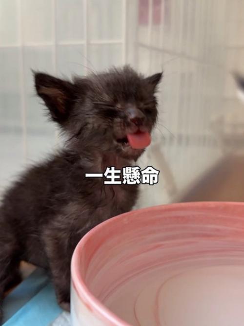 目を閉じて舌を出す子猫