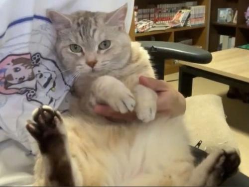 飼い主さんに抱かれるシルバータビーの猫