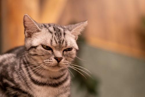 嫌な顔をする猫