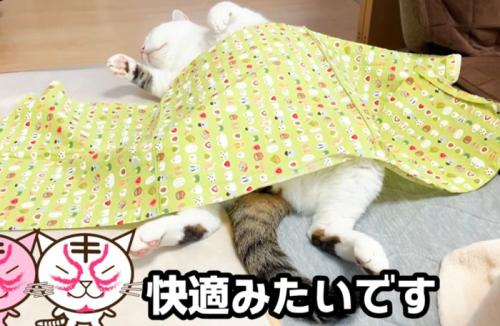 仰向けな猫(快適みたいです)