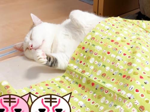 布団をかけた猫の上半身のみ