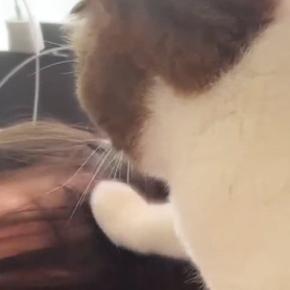 寝室で寝ていると全力で起こしてくる猫→リビングで寝てみると…まさかの展開が14万再生「圧がすごいｗ」「謎ルールで笑った」