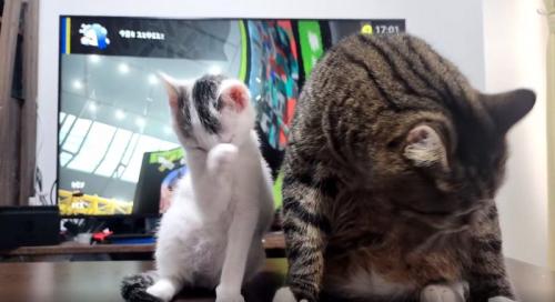 先住猫の隣に座る子猫