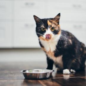 猫に使わせるのは避けるべき『食器』4つ　起こりうるトラブルや選ぶときのポイントも解説