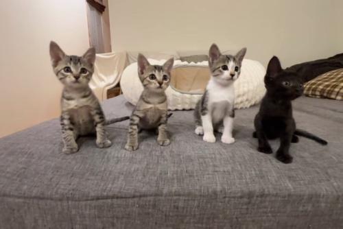 並んで座る子猫たち