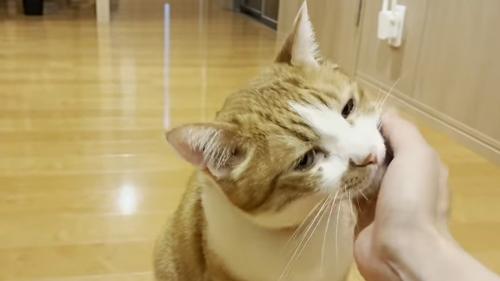 頬をなでなで