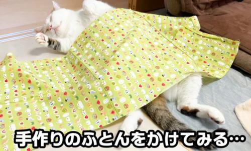 仰向けな猫(手作り布団をかけてみる…)