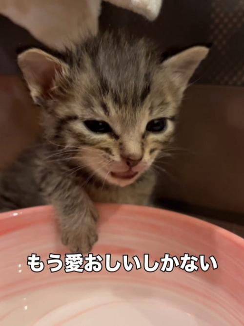 水の容器に前足を乗せる子猫
