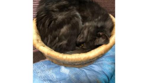 寝ている猫