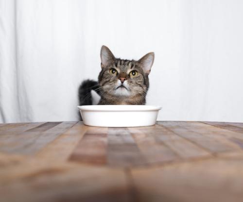 ご飯を待つ猫