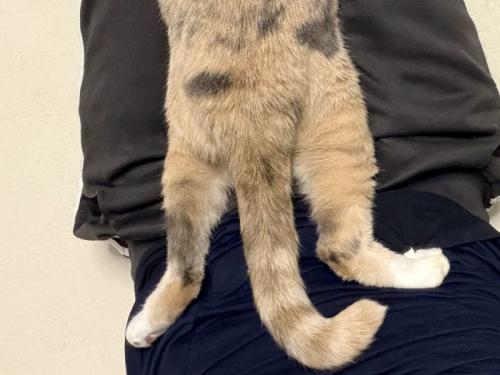 くつろいでいる三毛猫の下半身
