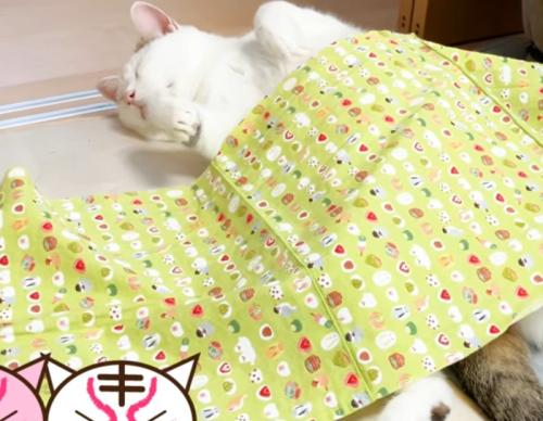 布団をかけて顔だけ少し横を向く猫