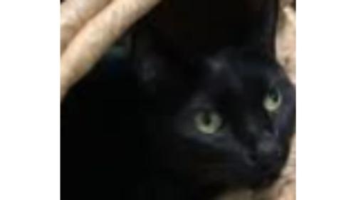 ちぐらに入る猫