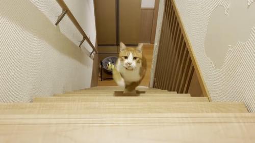 駆け登ってくる姿