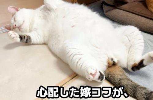 仰向けな猫(心配した嫁コフが、)