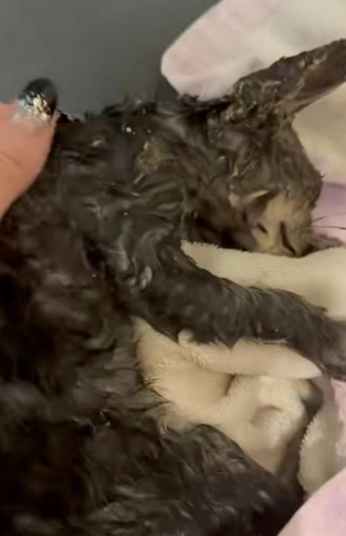 少しだけ綺麗になった子猫