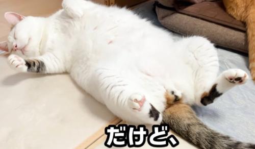 仰向けな猫(だけど、)
