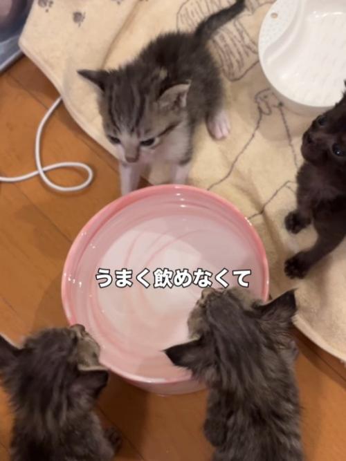 水の容器の周りにいる子猫たち