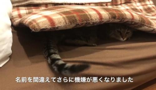 ソファの座布団の下に潜り込んでいる猫