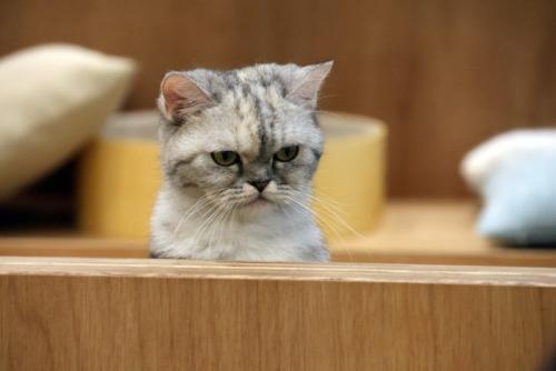 顔だけ出している猫